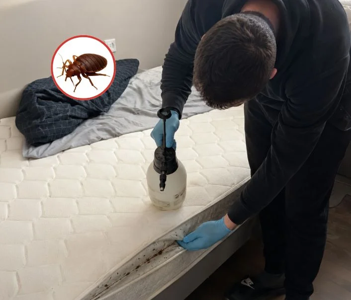 Technicien traitant un matelas contre les punaises de lit à Champmotteux